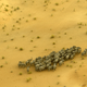 A herd of elephants in the desert near Lake Chad; there are less than 800 elephants remaining in the country. Kate Brooks for The Last Animals.